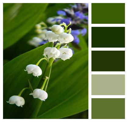 Lily Of The Valley Nature Flower Background Image